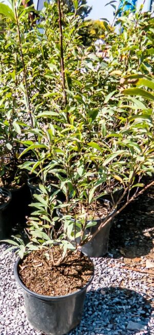 Spiraea Cantoniensis 'Flore Pleno' 17cmaea-Cantoniensis-Flore-Pleno-17cm.jpg Spiraea Cantoniensis 'Flore Pleno' 17cm