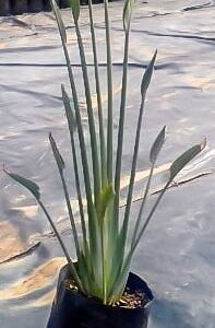 Strelitzia Juncea 10lt