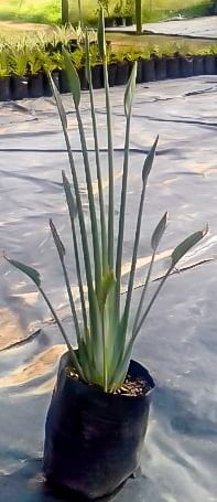Strelitzia Juncea 10lt