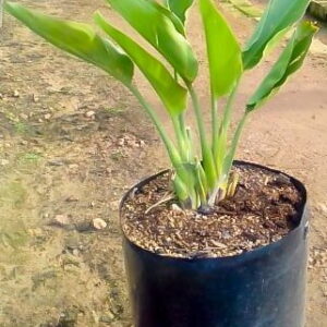 Strelitzia-Reginae-10lt-1-of-1.jpg Strelitzia Reginae 10lt