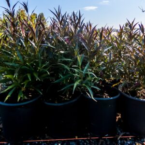 Strobilanthus Anisophyllus 17cm