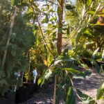 Syzigium Guineense 10lt (Water Pear)