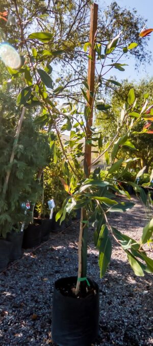 Syzigium Guineense 10lt (Water Pear)