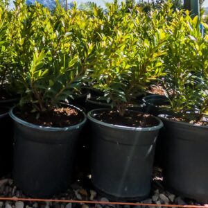 Syzygium Pondoense 17cm Pot