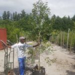 Syzygium Guineense 70lt