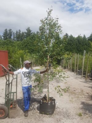 Syzygium Guineense 70lt