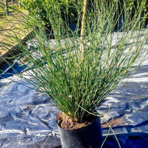 Elegia Tectorum 10lt