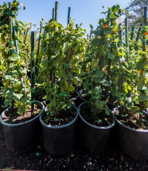 Thunbergia Alata 4.5lt (Black Eyed Susan) Thunbergia Alata 4.5lt (Black Eyed Susan)