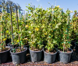 Thunbergia Alata Lutea 4.5lt (Black Eyed Susan)