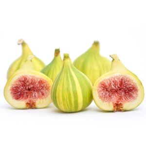 Tiger Fig Tree 20lt