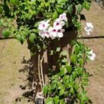 Pandorea Jasminoides 10lt