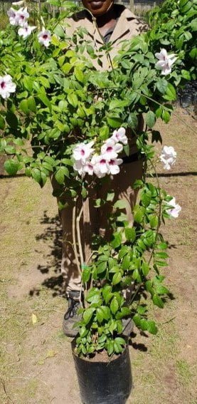 Pandorea Jasminoides 10lt