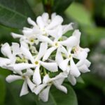 Trachelospermum Jasminoides 20lt Star Jasmine