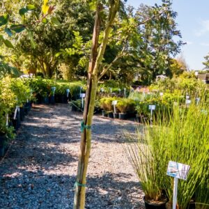 Vachellia Xanthophloea 10lt
