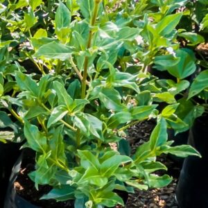 Viburnum Tinus Lucidum 10lt