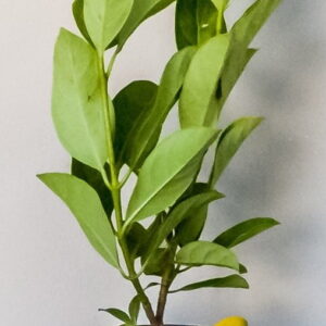 Viburnum Sinensis 17cm Pot