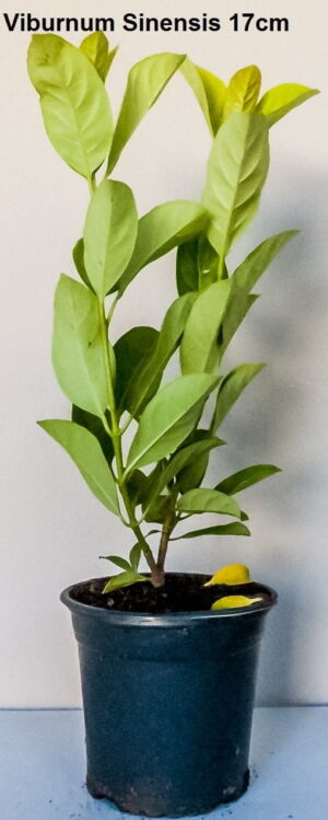 Viburnum Sinensis 17cm Pot