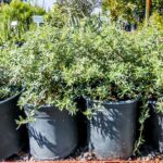 Westringia Fruticosa White 4lt