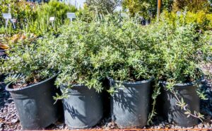 Westringia Fruticosa White 4lt