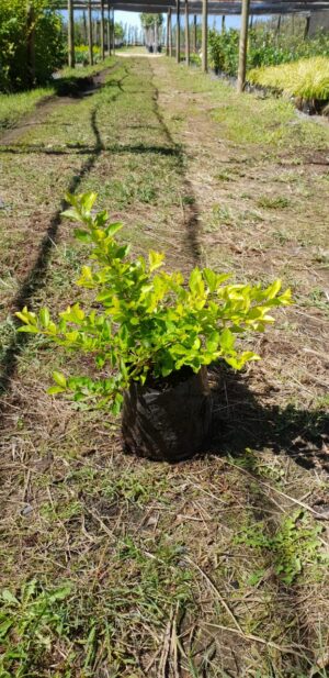 Duranta Sheenas Gold 4lt