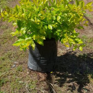 Duranta Sheenas Gold 10lt