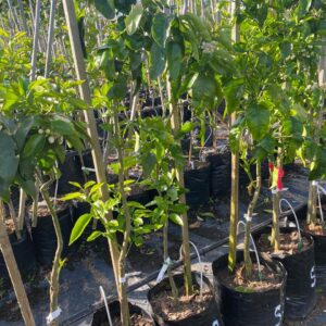 Grapefruit Ruby 20lt