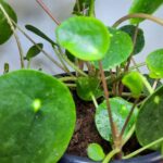 Chinese Money Plant 17cm Pot