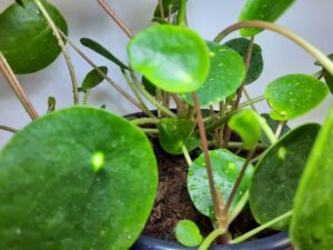 Chinese Money Plant 17cm Pot