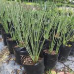 Strelitzia Juncea 20lt