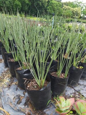 Strelitzia Juncea 20lt