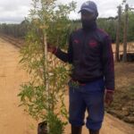 WhatsApp-Image-2020-12-09-at-09.33.42.jpeg Dodonaea Angustifolia 20lt