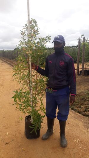 WhatsApp-Image-2020-12-09-at-09.33.42.jpeg Dodonaea Angustifolia 20lt