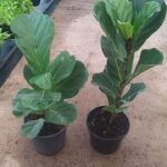 Ficus Lyrata 24cm Pot (fiddle leaf fig)