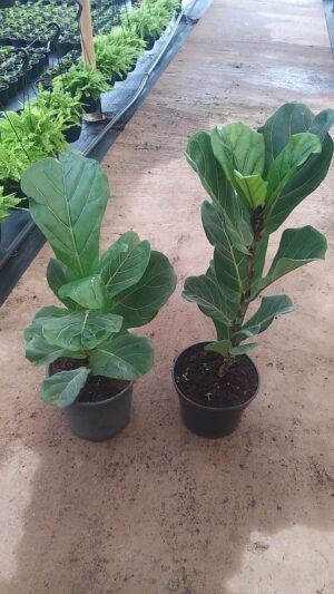 Ficus Lyrata 24cm Pot (fiddle leaf fig)