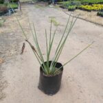 Strelitzia Juncea 20lt