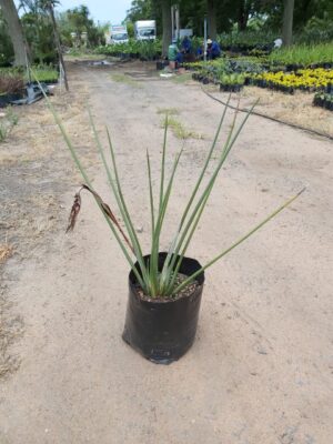 Strelitzia Juncea 20lt