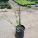 Strelitzia Juncea 20lt
