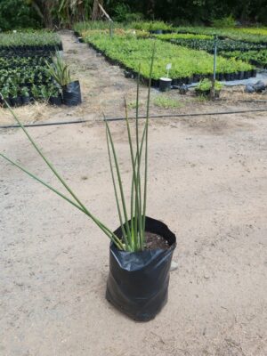 Strelitzia Juncea 20lt