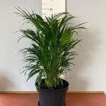 WhatsApp-Image-2022-01-04-at-11.20.17.jpeg Areca Palm 30cm Pot (Bamboo Palm)