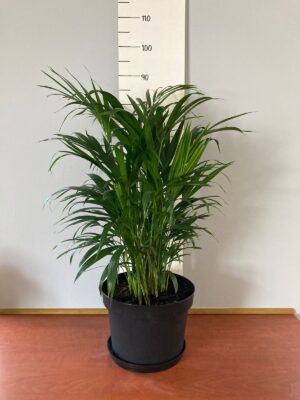 WhatsApp-Image-2022-01-04-at-11.20.17.jpeg Areca Palm 30cm Pot (Bamboo Palm)