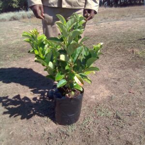 Viburnum Sinensis 10lt Viburnum Sinensis 10lt