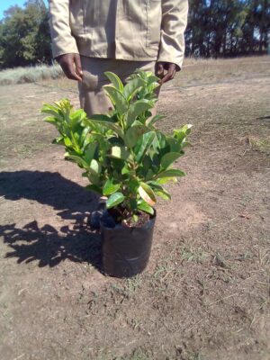 Viburnum Sinensis 10lt Viburnum Sinensis 10lt