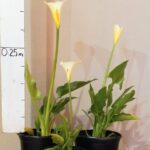Zantedeschia Aethiopica 4lt (Arum Lily)