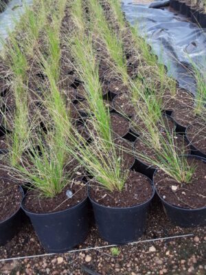Aristida Junciformis Grass 4lt
