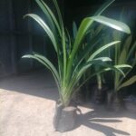 Clivia Yellow 10lt