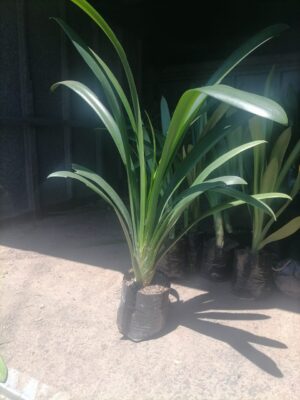Clivia Yellow 10lt