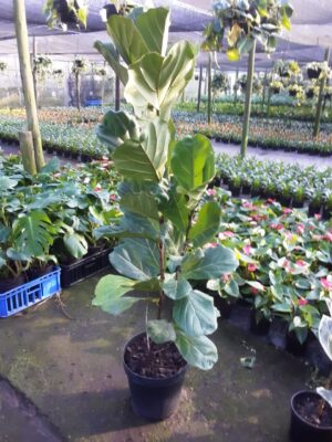 Ficus Lyrata 30cm Pot (fiddle leaf fig)