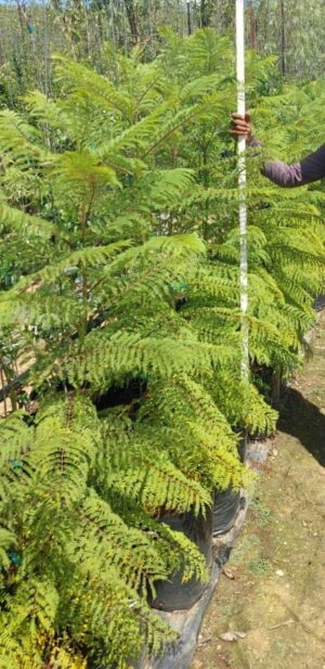 Jacaranda Mimosifolia 20lt