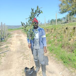 Syzygium Guineense Tall Tree 20lt