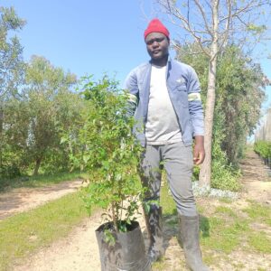 Halleria Lucida 20lt (Tree Fuchsia)